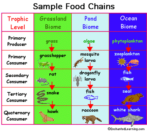 Food Chains/Food Webs - 6th Grade Science